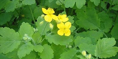 Nagu sēnītes ārstēšana uz kājām Celandine