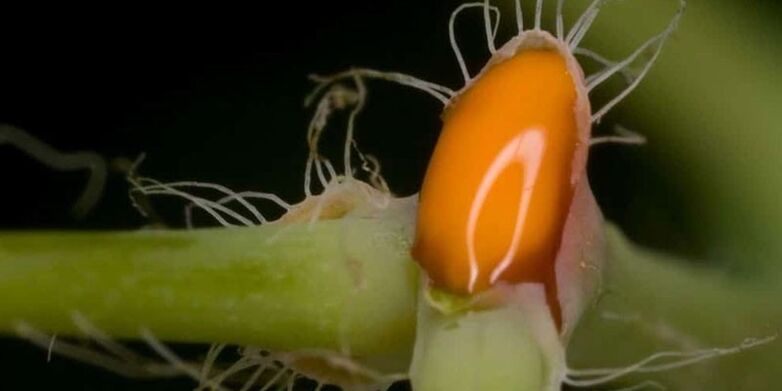 struteņu sula kāju nagu sēnītes ārstēšanai